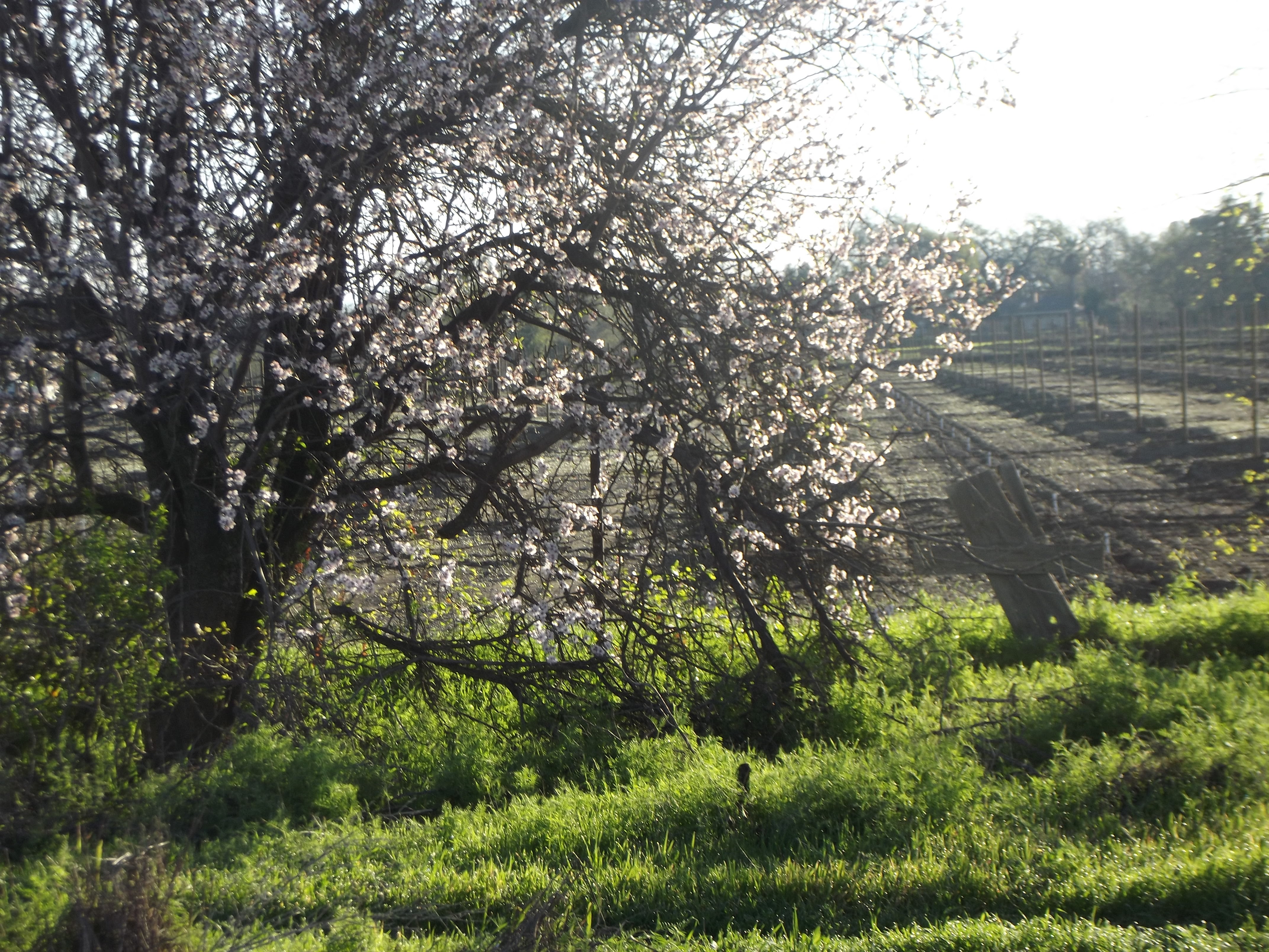 Blooming tree with a peaceful spring landscape